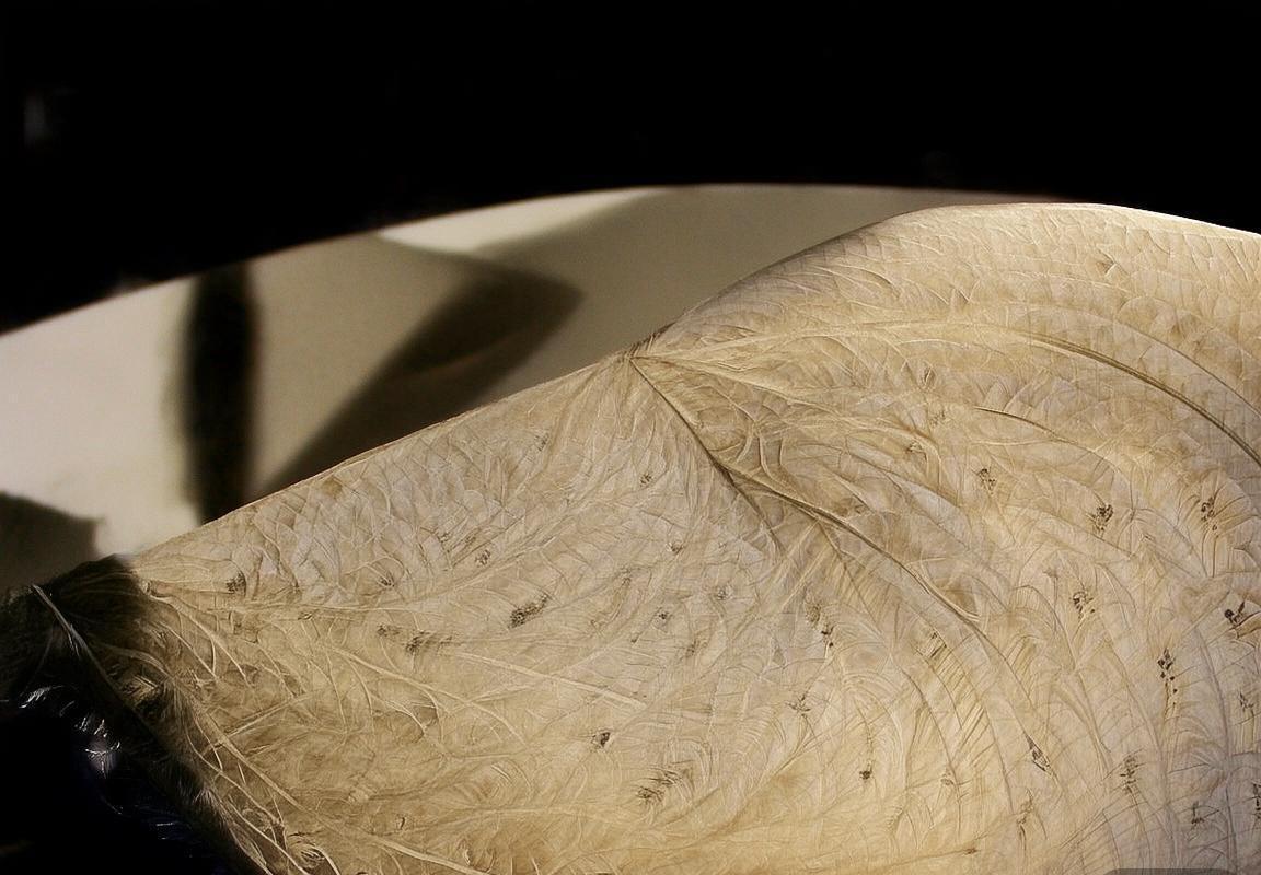 巴西喀麦隆友谊赛：南美雄狮对非洲雄鹰精彩对决